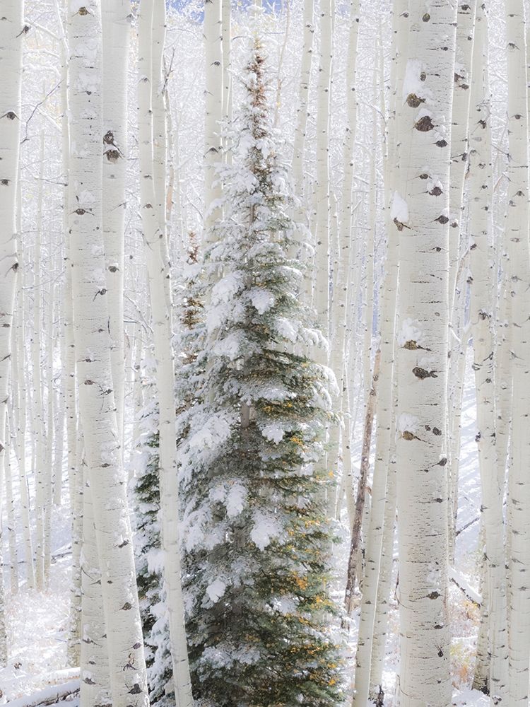 Colorado-Keebler Pass-fresh snow on Aspens and Evergreen trees